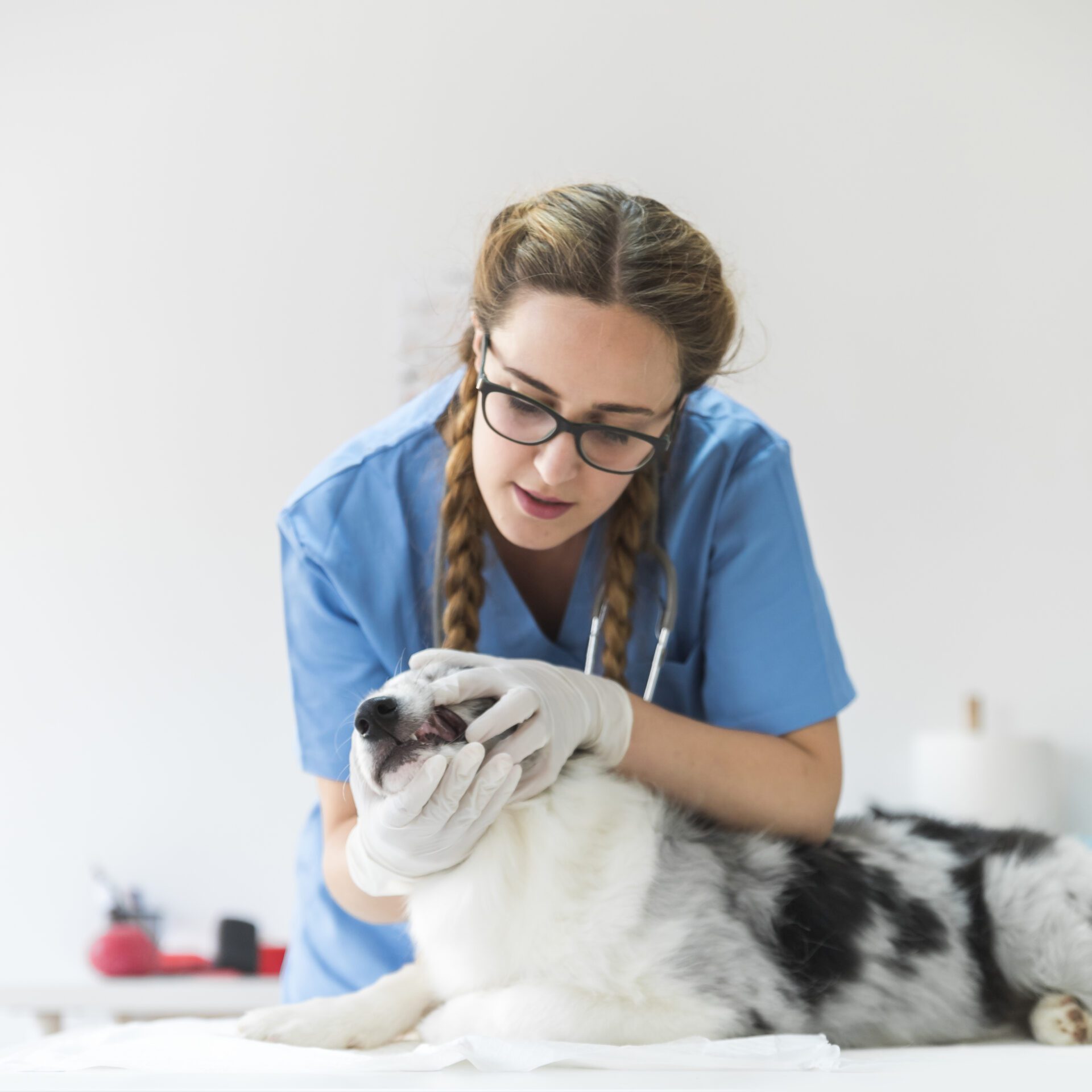 female-veterinarian-examining-dog-s-mouth-table-clinic vet doctor checking the dog